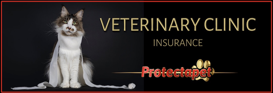 A black and white cat with a bandage roll over it’s body offering Protectapet veterinary clinic insurance.